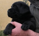 Labrador Retriever tn pejska s PP