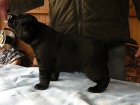 Labrador Retriever tn pejska s PP