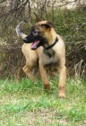 Belgick ovk - malinois