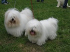 ttka Coton de Tulear