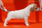 Parson Jack Russell terir 