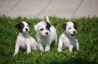 Parson Jack Russell terir 