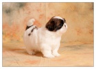 SHIH TZU ttka