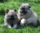 vl pic-keeshond