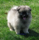 vl pic-keeshond