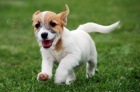 Jack Russell terir