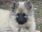 vl pic-keeshond