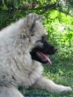 vl pic-keeshond