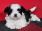 Shih-tzu, i-tzu s PP