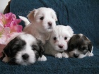 tata Coton de Tulear