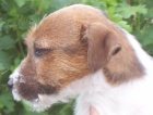 Jack Russell terier s PP