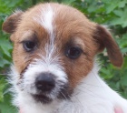 Jack Russell terier s PP