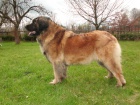 LEONBERGER - ttka