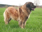 LEONBERGER - ttka