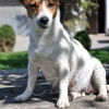 Jack Russell Terier s PP