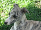 vipet , whippet, mal anglick chrt