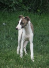 vipet , whippet, mal anglick chrt