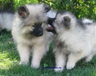 nmeck pic vl , keeshond