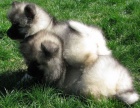 nmeck pic vl , keeshond