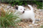 Jack Russell terir