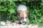 Jack Russell terir