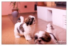 SHIHTZU ttka