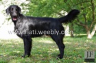 Dva chovn psi Flat coated retrievera ke kryt