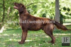 Dva chovn psi Flat coated retrievera ke kryt