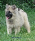 keeshond, nmeck pic vl