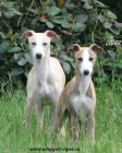 vipet , whippet, mal anglick chrt