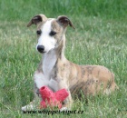 vipet , whippet, mal anglick chrt