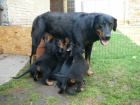 Beauceron