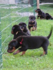 Beauceron