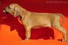 Rhodesian ridgeback