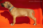 Rhodesian ridgeback