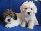 tata Coton de Tulear