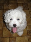 tata Coton de Tulear