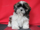 Shih-tzu, i-tzu s PP