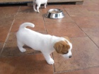 Holika Jack Russell Terier s PP