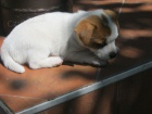 Holika Jack Russell Terier s PP