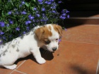 Holika Jack Russell Terier S PP