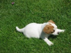 Holika Jack Russell Terier S PP