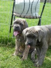 Cane Corso tnata s PP