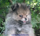 nmeck pic mal , trpasli / pomeranian