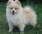 nmeck pic mal , trpasli / pomeranian