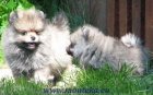 nmeck pic mal , trpasli / pomeranian