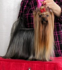 YORKSHIRE TERRIER