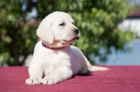 Labrador retriver (ern a lut) s PP k odbru