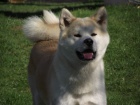 Akita Inu tata s PP