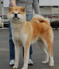 Akita Inu tata s PP